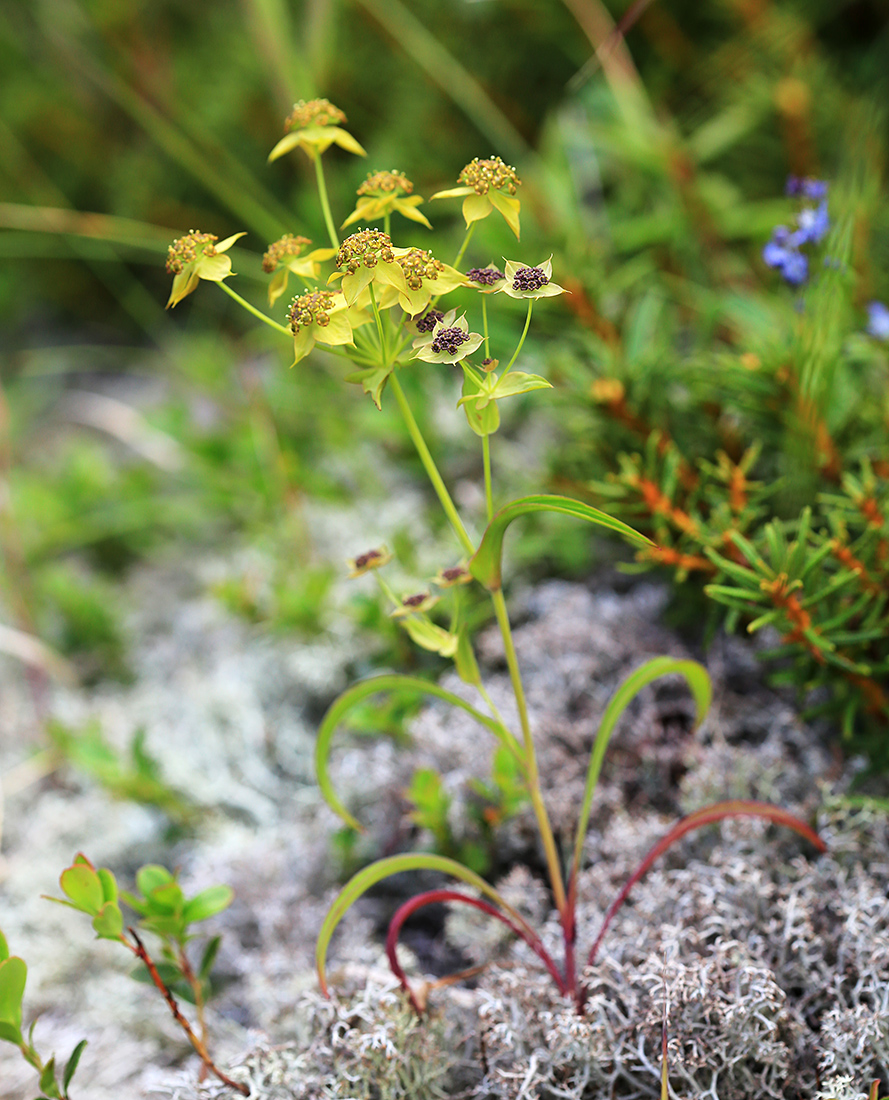 Image of Bupleurum euphorbioides specimen.