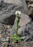 Arabis alpina. Цветущее растение. Красноярский край, Среднесибирское плоскогорье, плато Путорана, берег ручья, впадающего в озеро Глубокое. 24.06.2020.