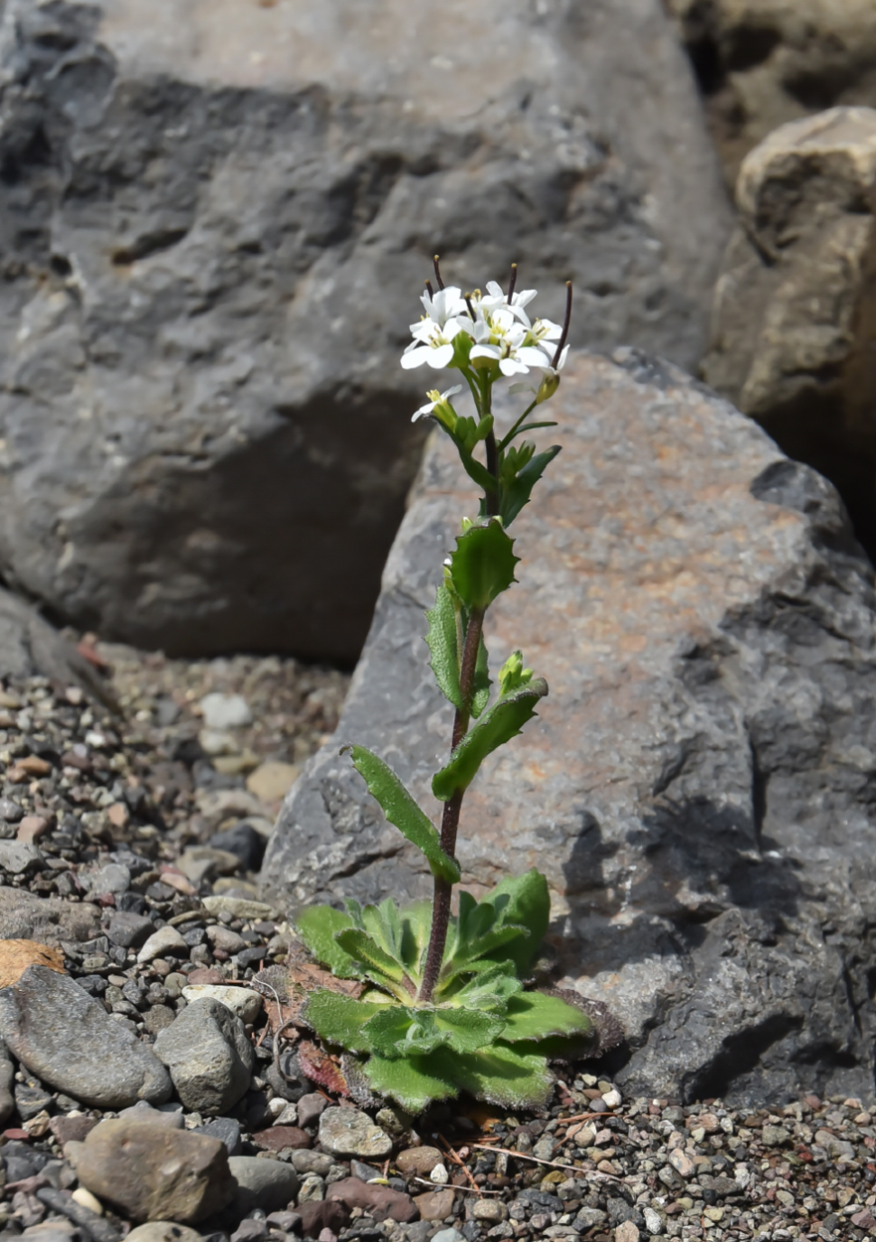 Изображение особи Arabis alpina.