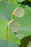 Nelumbo caspica