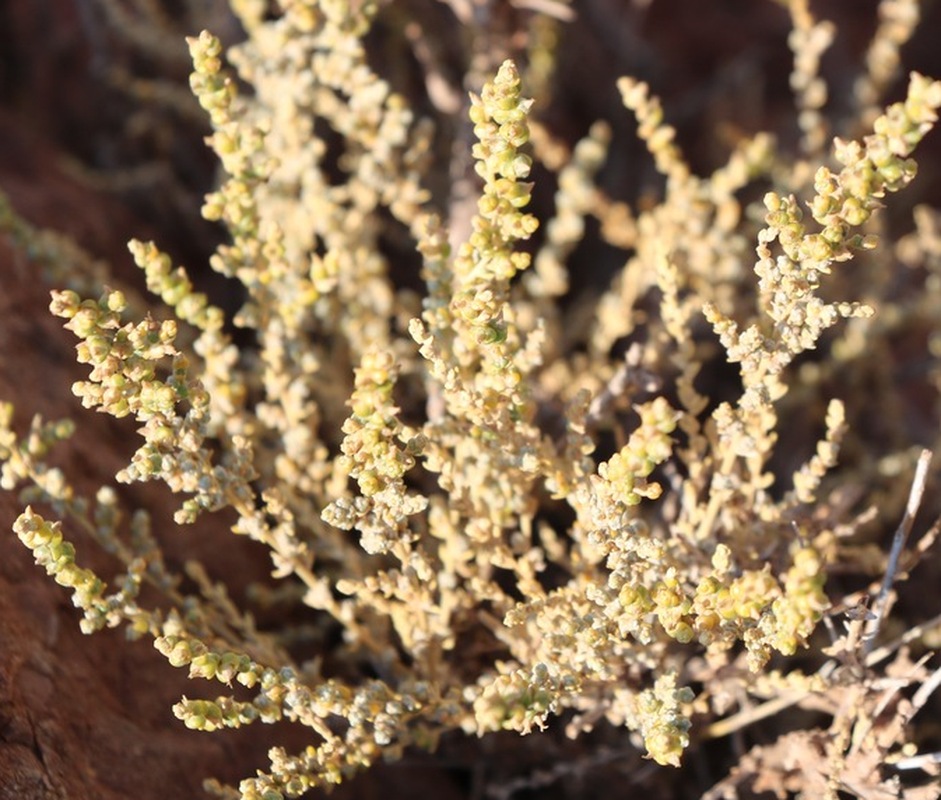 Image of Salsola nodulosa specimen.