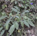 Salvia ringens. Цветущее растение. Греция, Олимп. 07.09.2010.