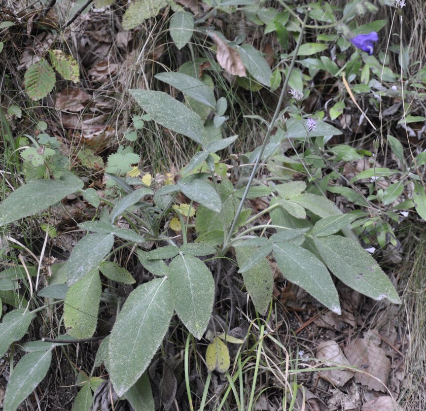 Изображение особи Salvia ringens.