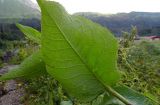 Inula magnifica. Лист (нижняя сторона). Республика Адыгея, Майкопский р-н, Кавказский биосферный заповедник, восточное подножие горы Фишт, территория туристского приюта \"Фишт\", выс. ок. 1590 м н.у.м., высокотравный луг. 01.08.2020.
