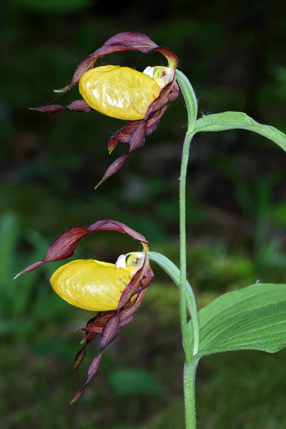 Изображение особи Cypripedium calceolus.