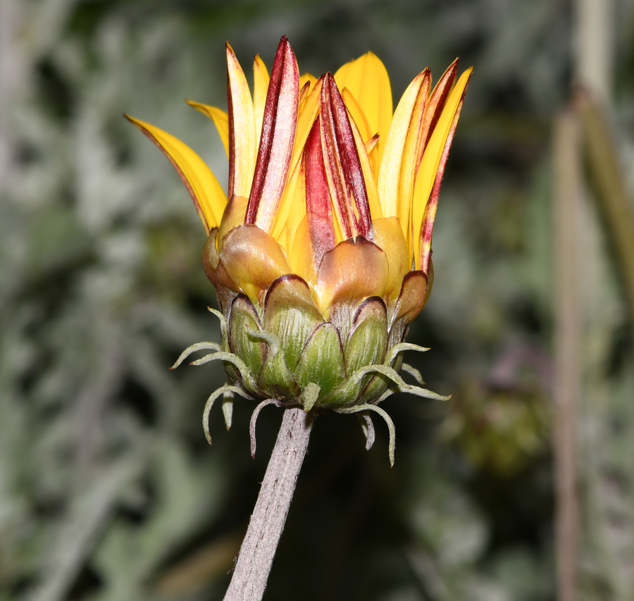 Изображение особи Arctotis hybrida.