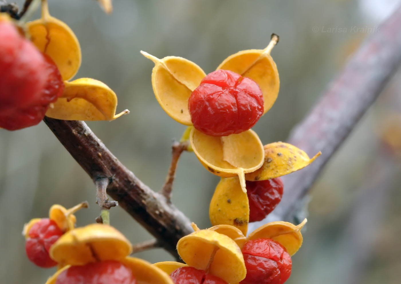 Изображение особи Celastrus orbiculata.