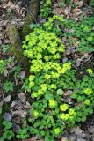Chrysosplenium alternifolium