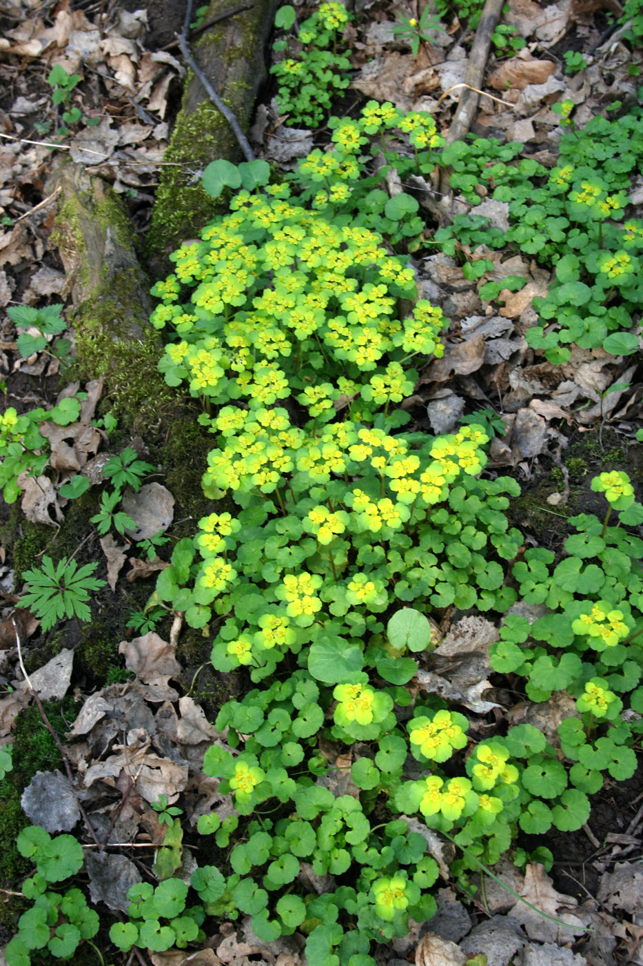 Изображение особи Chrysosplenium alternifolium.