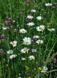 Leucanthemum vulgare. Верхушки цветущих растений (вокруг цветут Trifolium pratense, Campanula patula, Ranunculus acris и Phleum pratense). Московская обл., Раменский гор. округ, окр. пос. Гжель, луг. 01.07.2020.