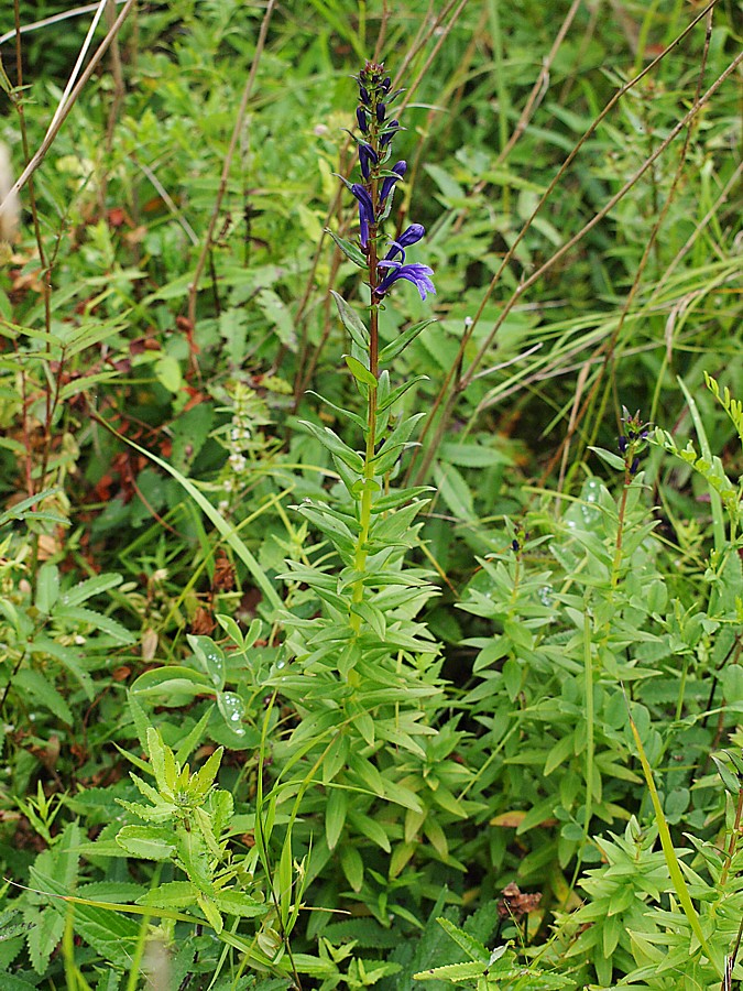 Изображение особи Lobelia sessilifolia.