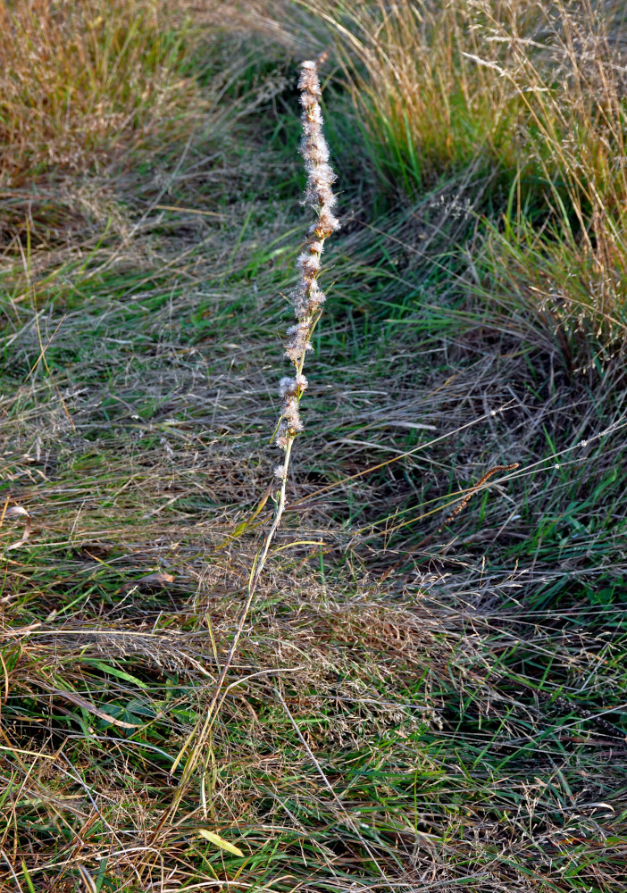 Изображение особи Omalotheca sylvatica.