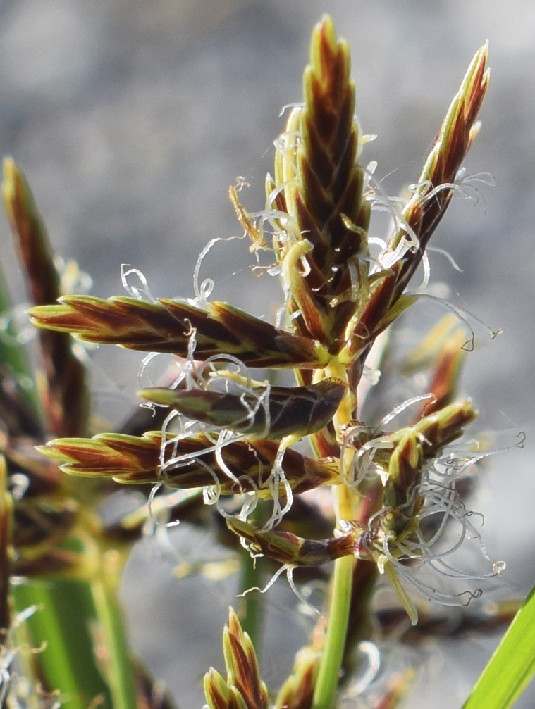 Image of Cyperus rotundus specimen.