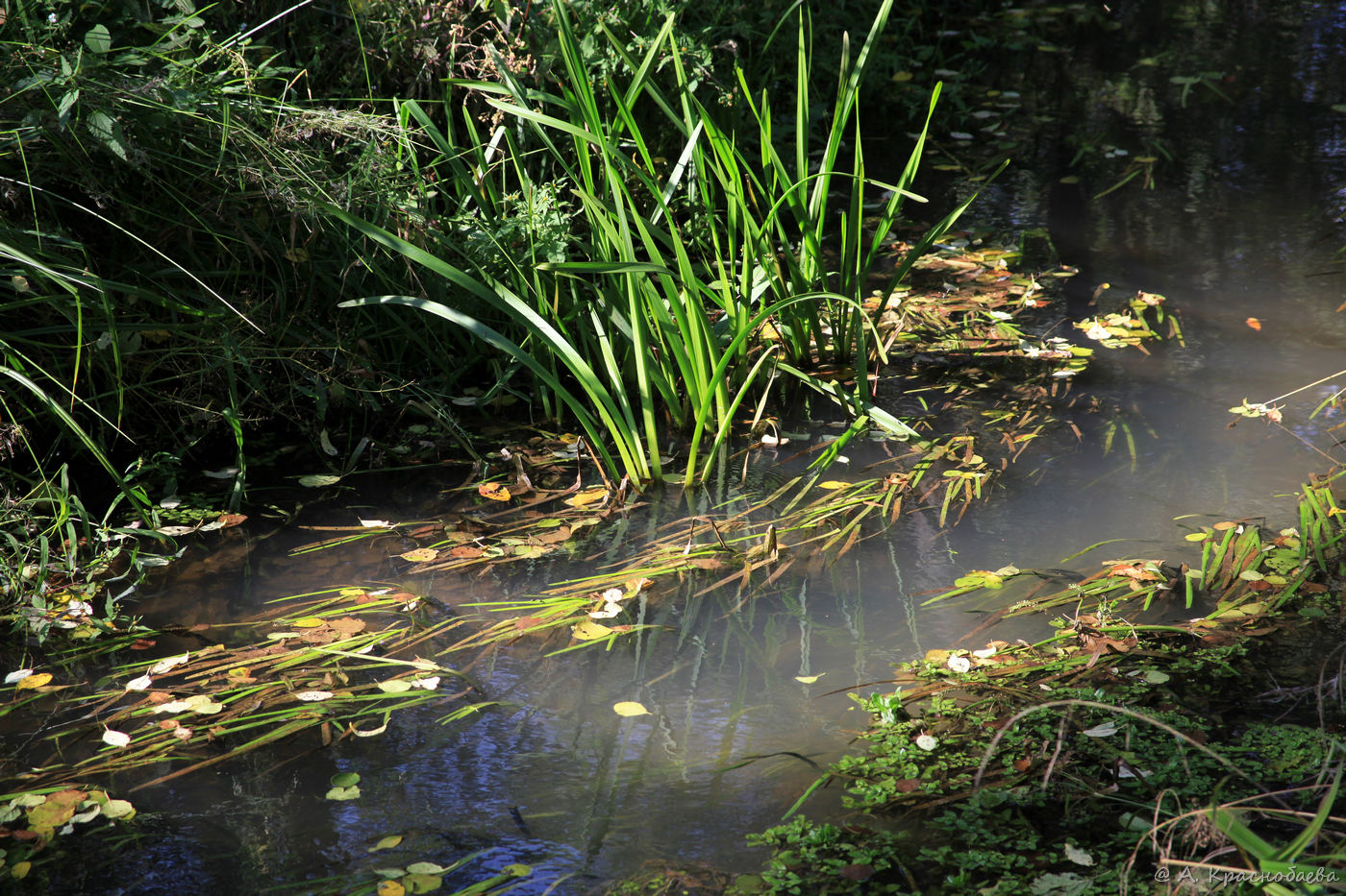 Image of Sparganium emersum specimen.