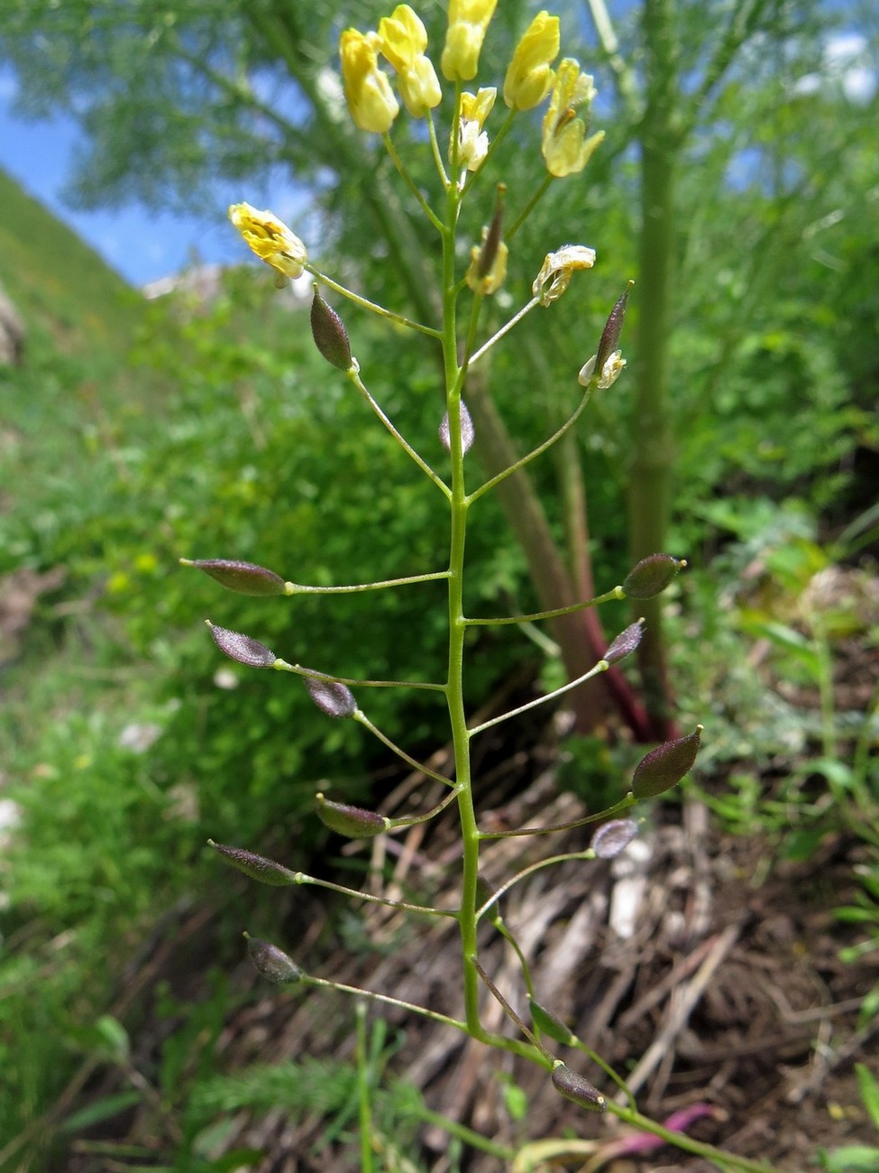 Изображение особи Draba olgae.