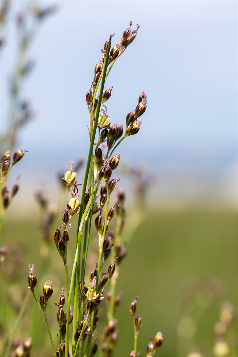 Image of Juncus gerardi specimen.