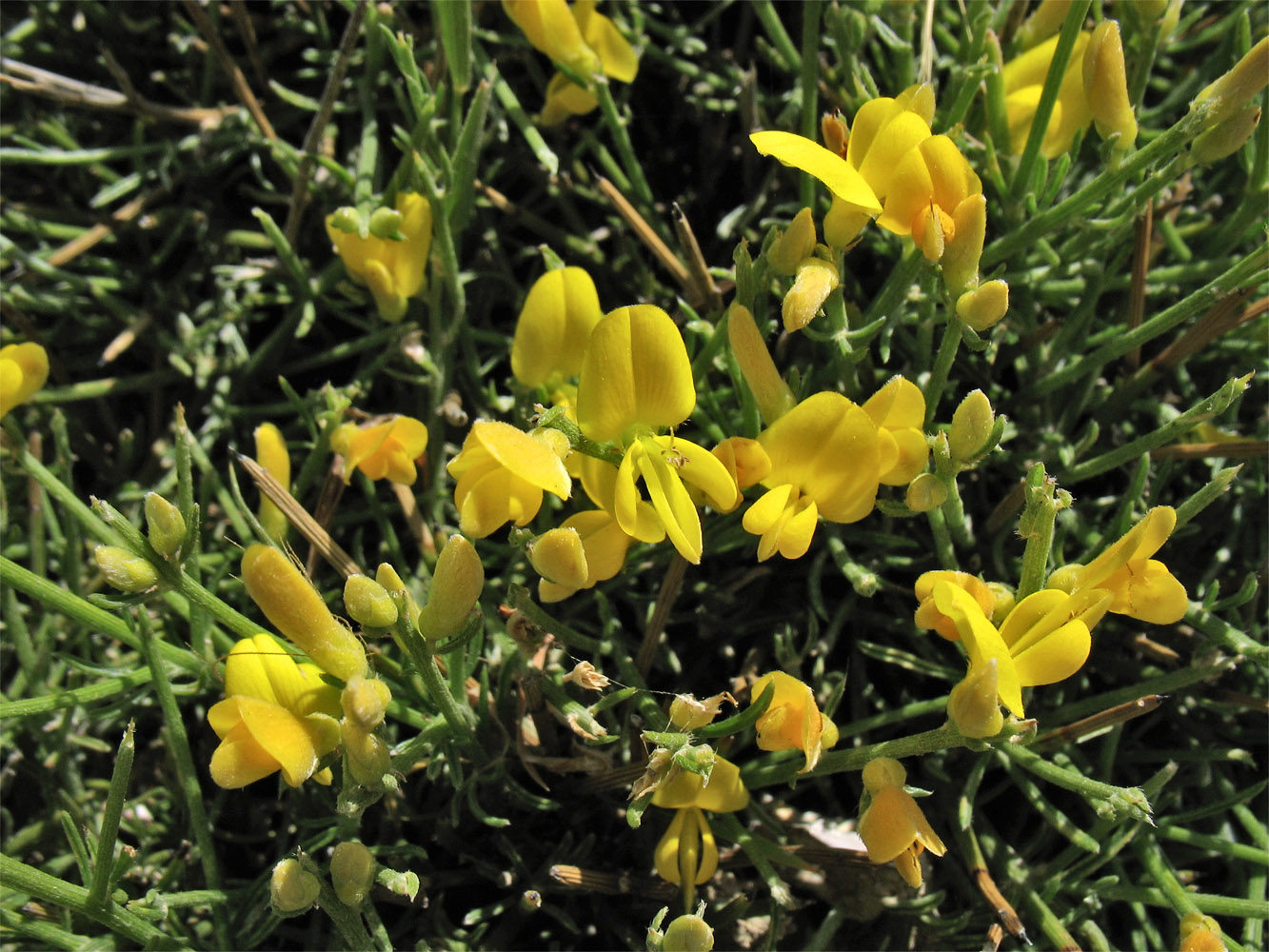 Изображение особи Genista acanthoclada.