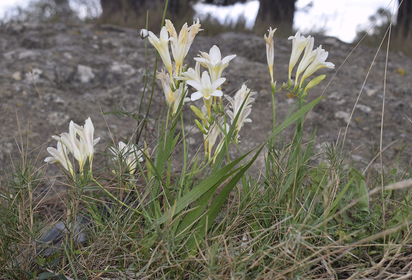 Image of Freesia refracta specimen.