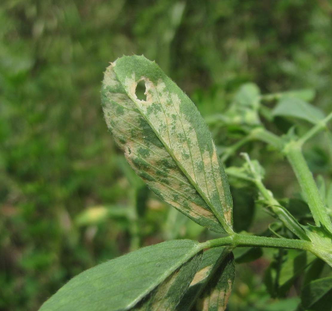 Image of Melilotus officinalis specimen.