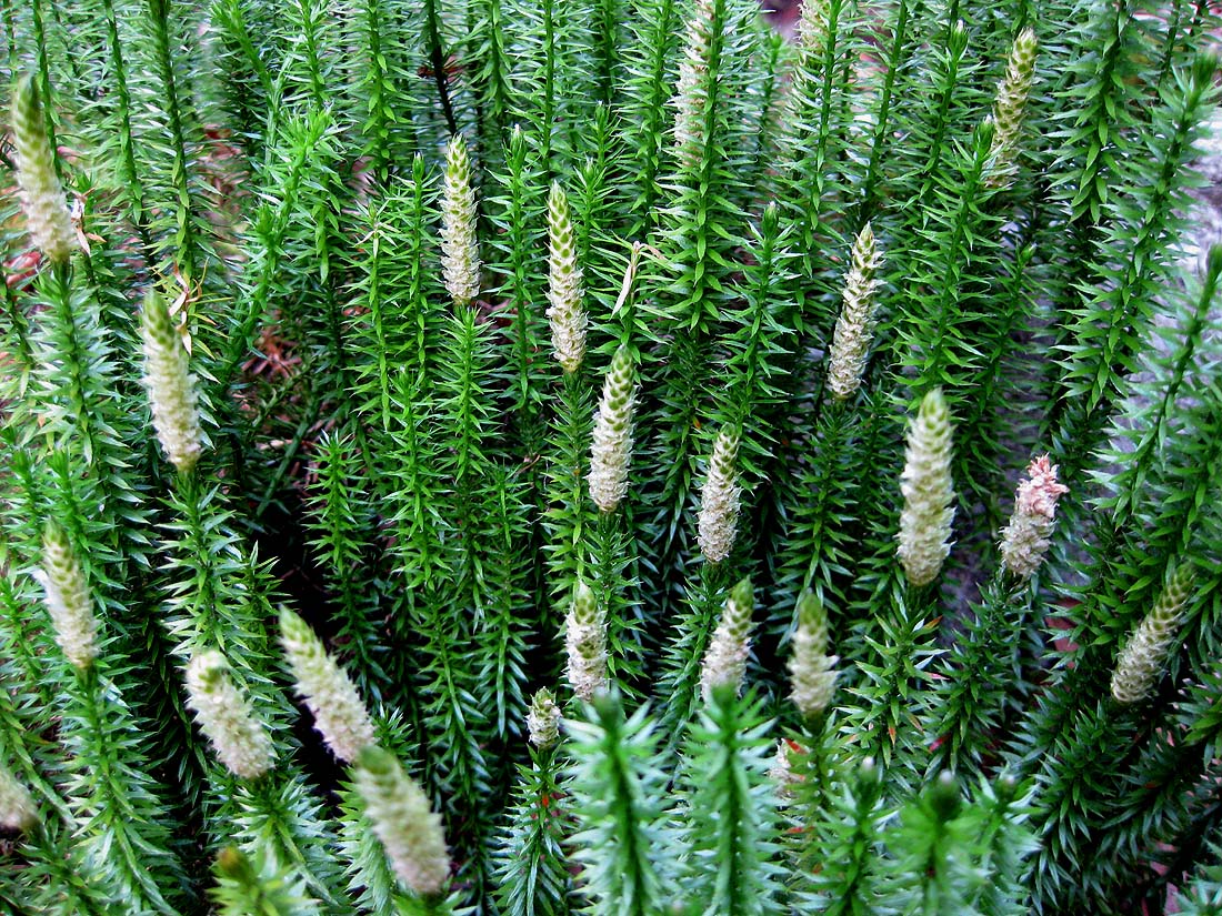 Изображение особи Lycopodium annotinum.