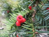 Taxus baccata