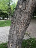 Изображение особи. Автор - Руслан Лозицкий
