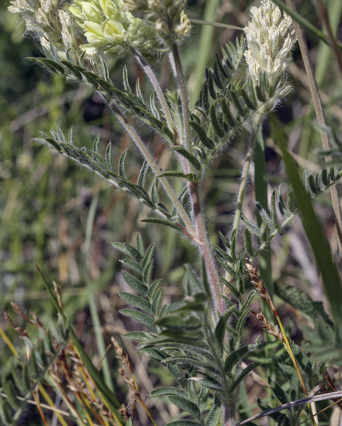 Изображение особи Oxytropis pilosa.