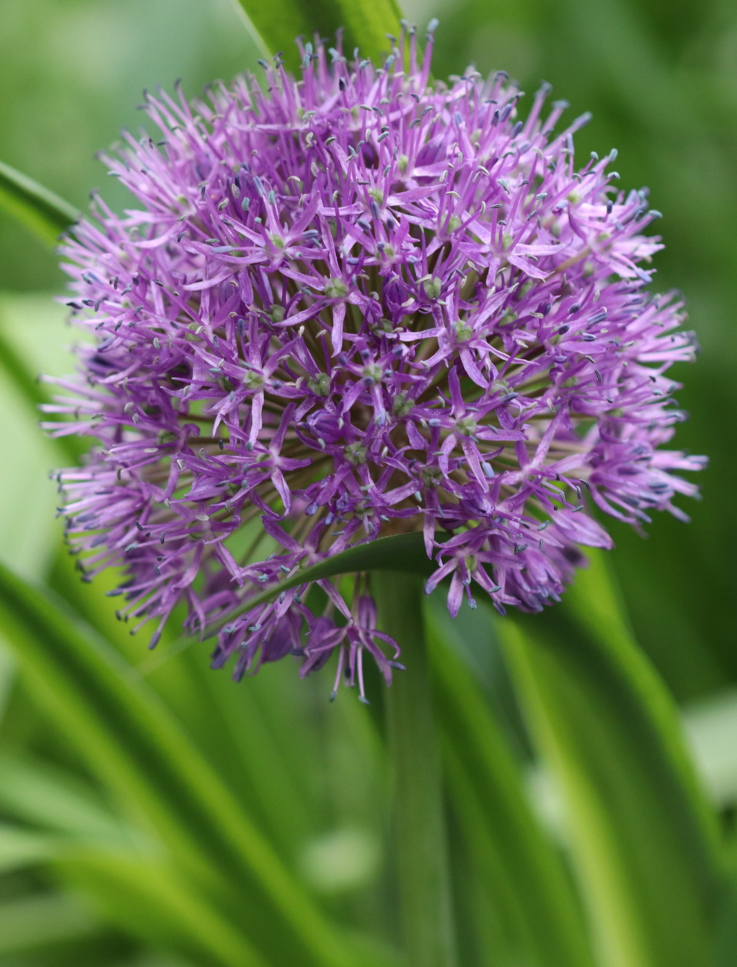 Image of Allium aflatunense specimen.