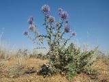 Echinops pubisquameus. Цветущее растение. Южный Казахстан, Жамбылская обл., пойма р. Асса, осоковая степь. 25 июня 2021 г.