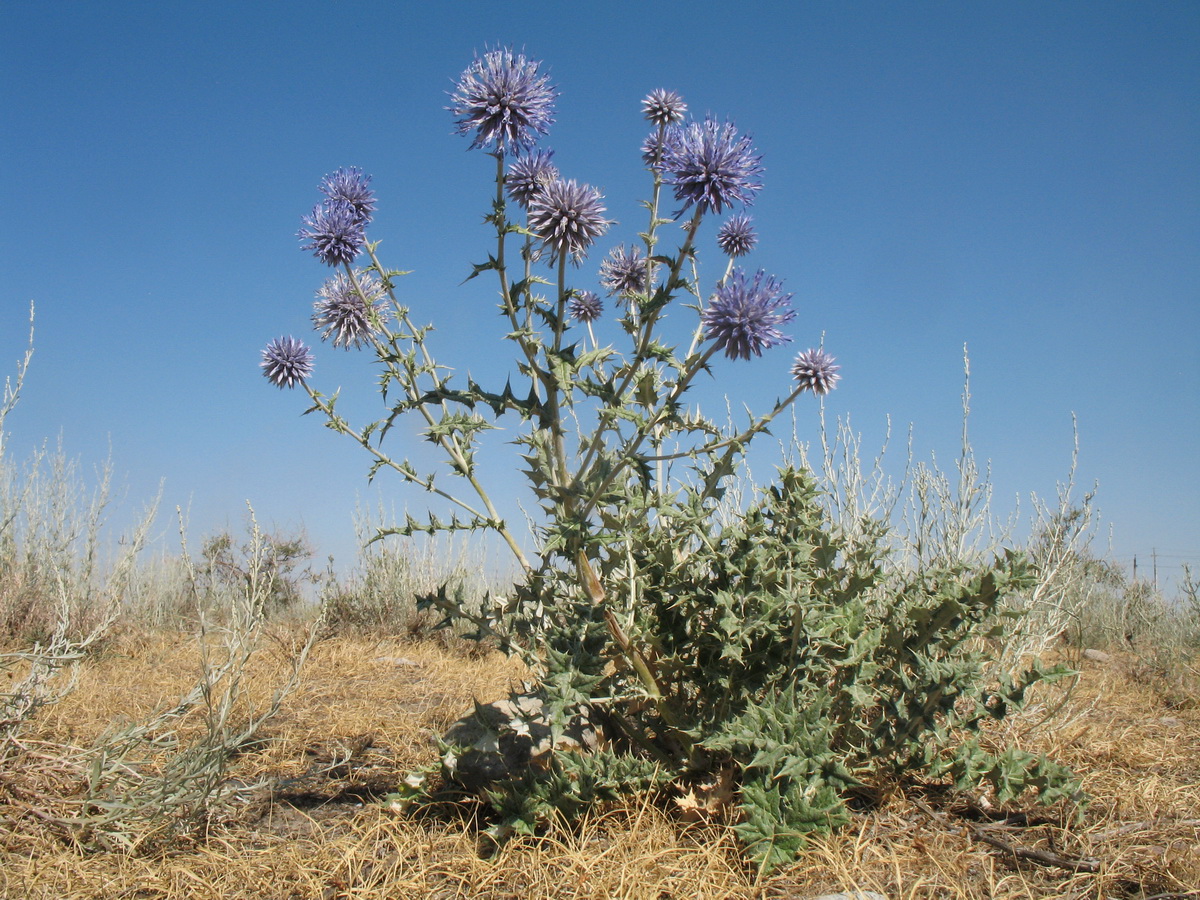 Изображение особи Echinops pubisquameus.