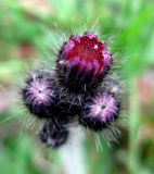 Pilosella aurantiaca