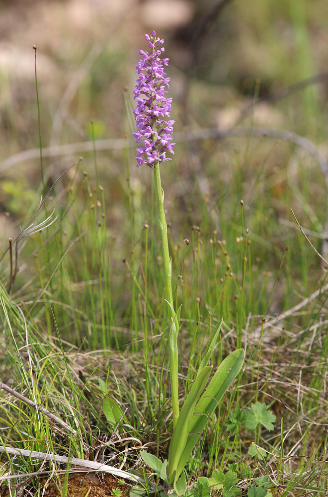 Image of Gymnadenia conopsea specimen.