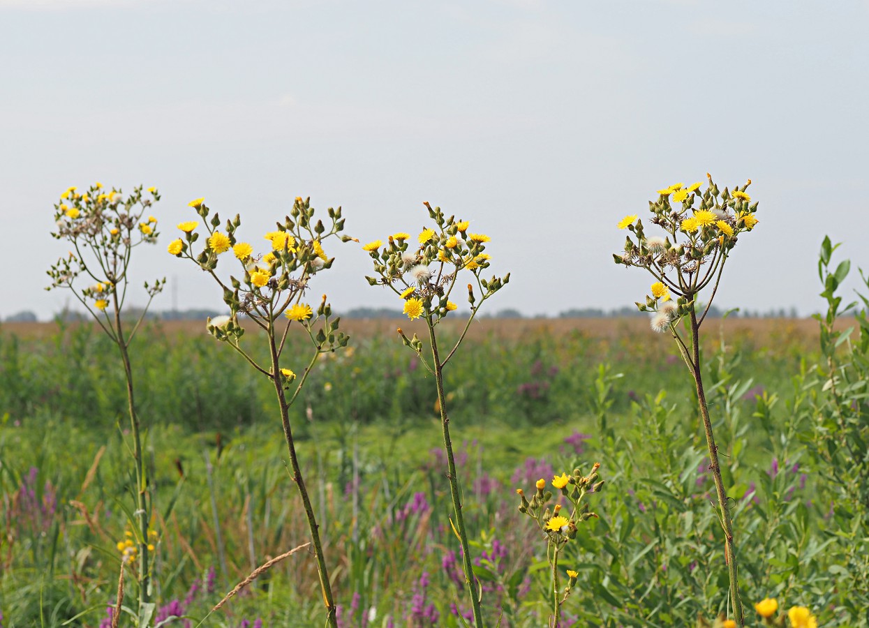 Изображение особи Sonchus palustris.