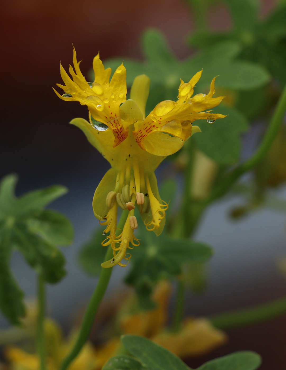 Image of Tropaeolum peregrinum specimen.