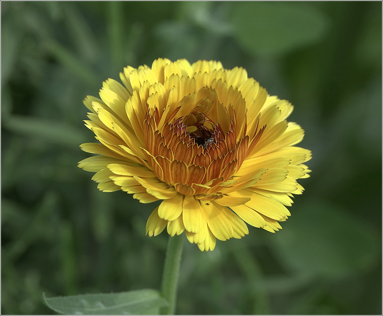 Image of Calendula officinalis specimen.