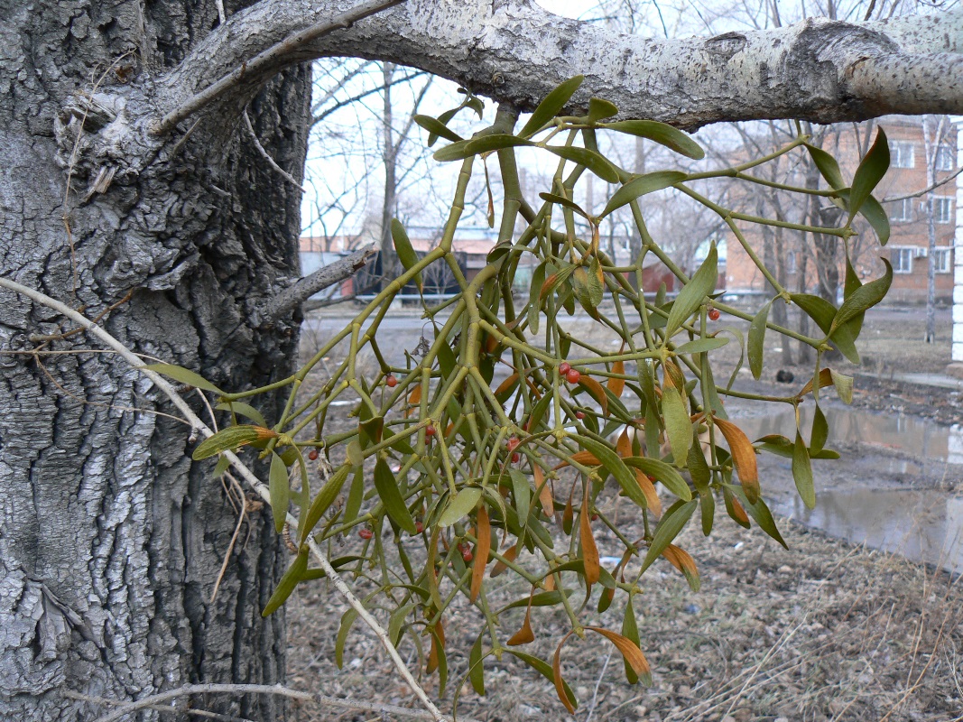 Image of Viscum coloratum specimen.