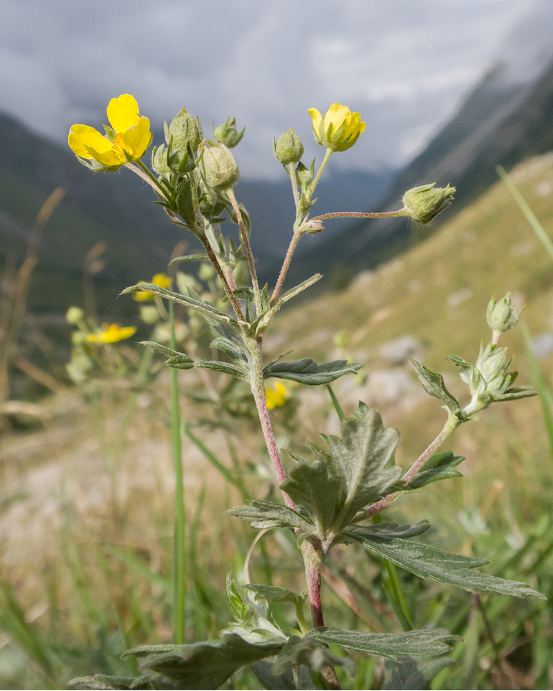 Изображение особи Potentilla argentea.