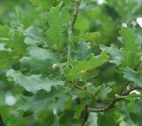 Quercus robur