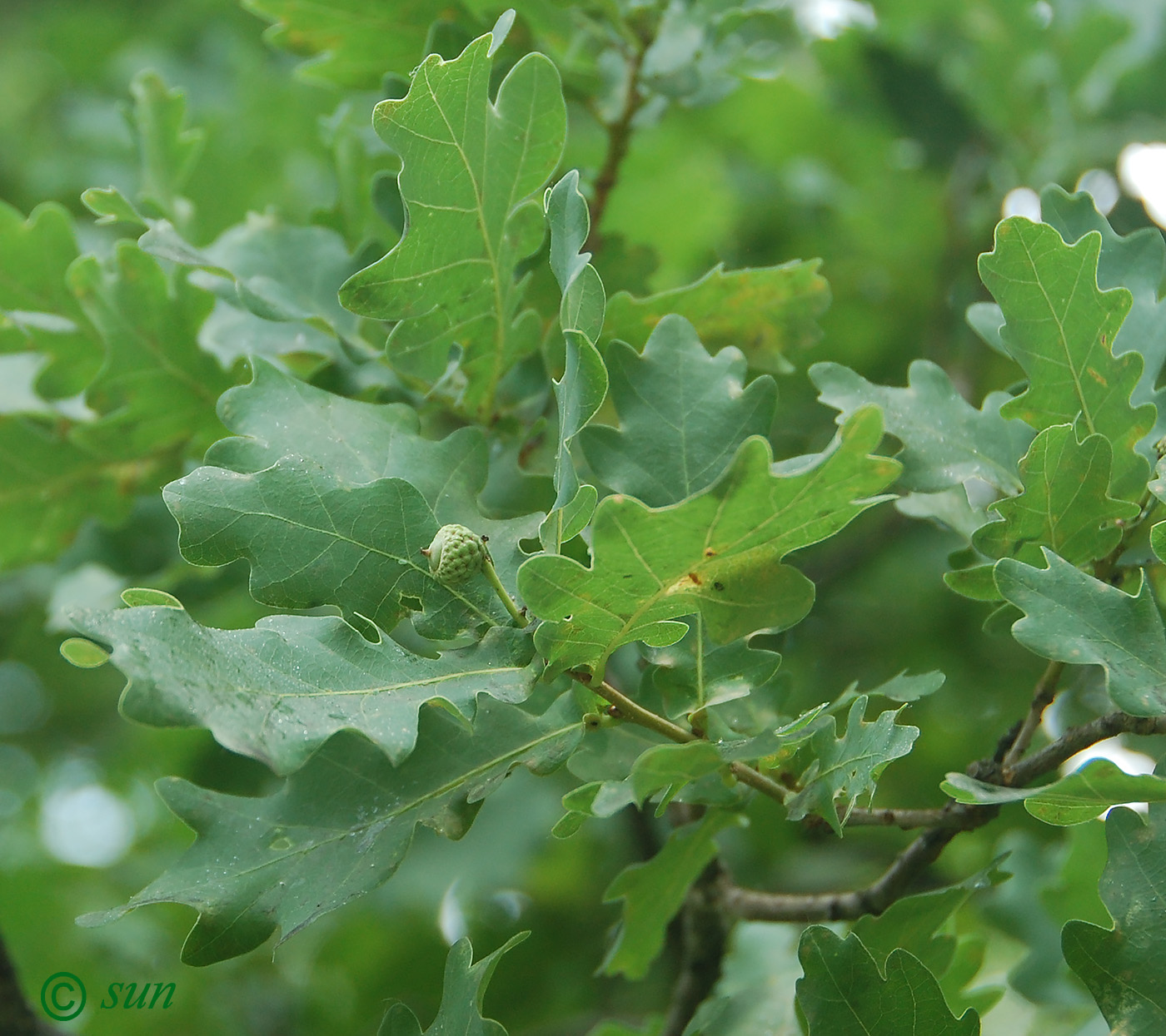 Image of Quercus robur specimen.