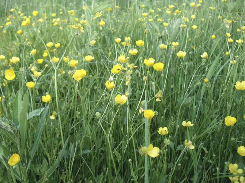 Изображение особи Ranunculus repens.