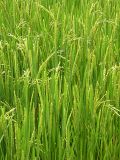 Oryza sativa