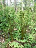 Osmundastrum asiaticum