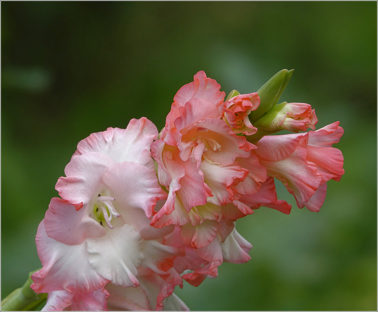 Изображение особи Gladiolus &times; gandavensis.