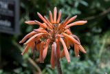 Aloe maculata. Соцветие. Израиль, г. Иерусалим, ботанический сад университета. 01.05.2019.