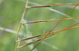 Stipa dasyphylla