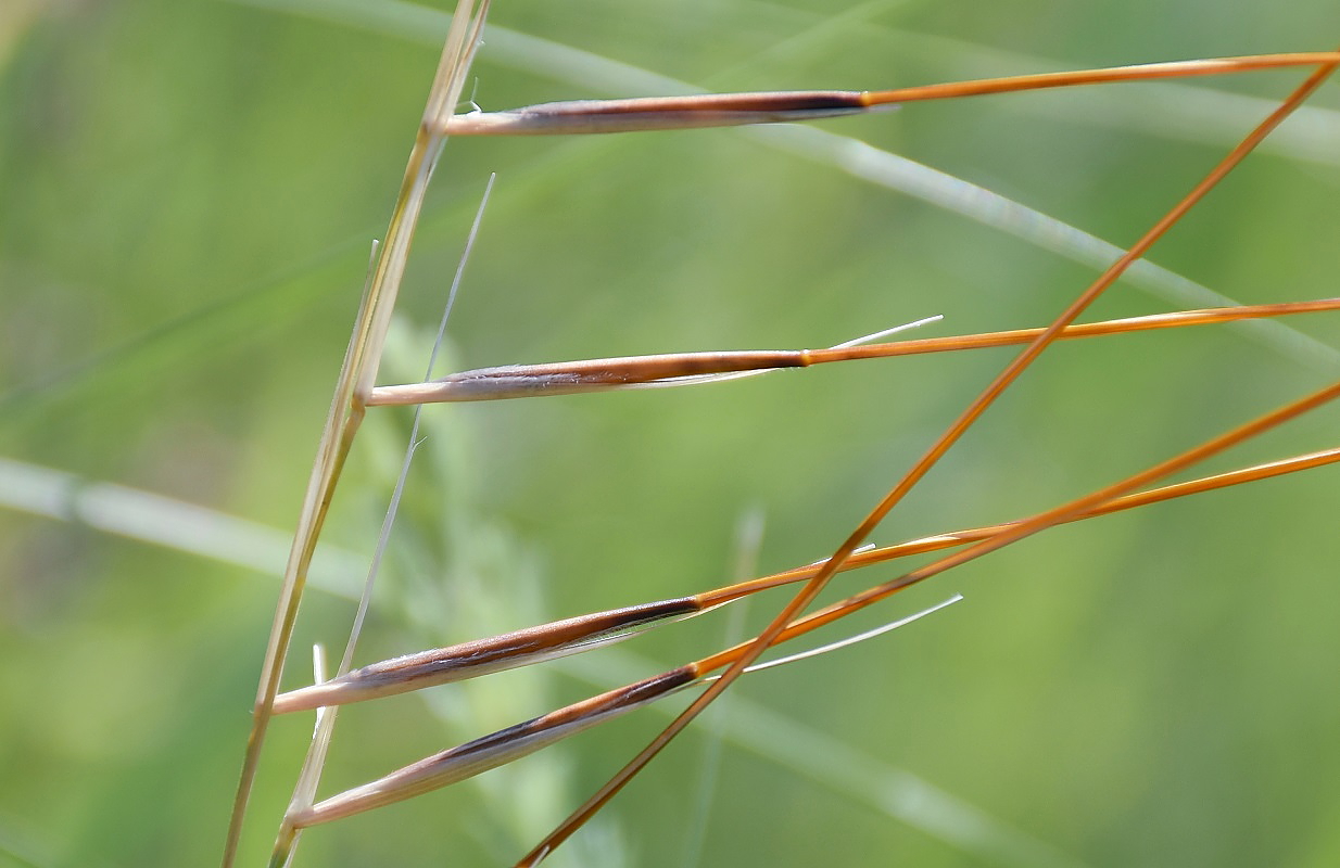 Изображение особи Stipa dasyphylla.