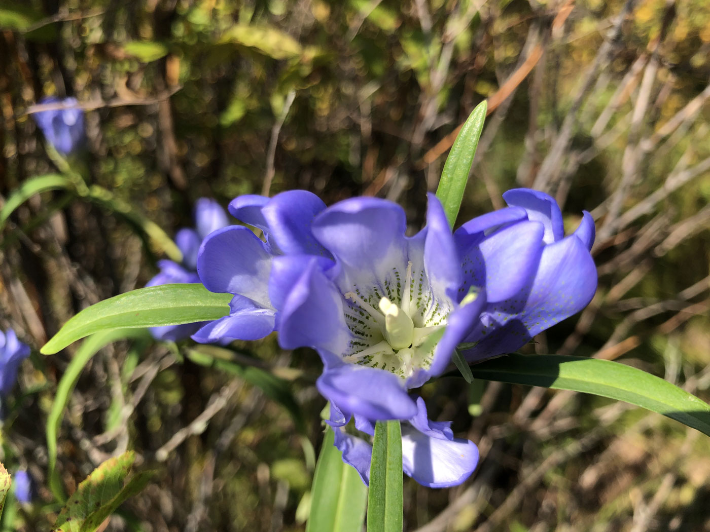 Изображение особи Gentiana triflora.