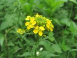 Erysimum aureum