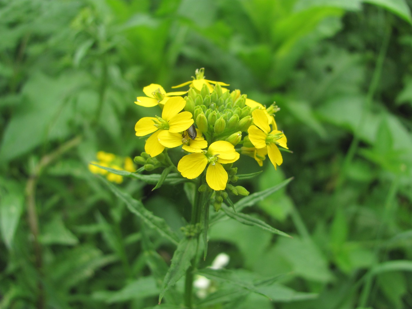 Image of Erysimum aureum specimen.