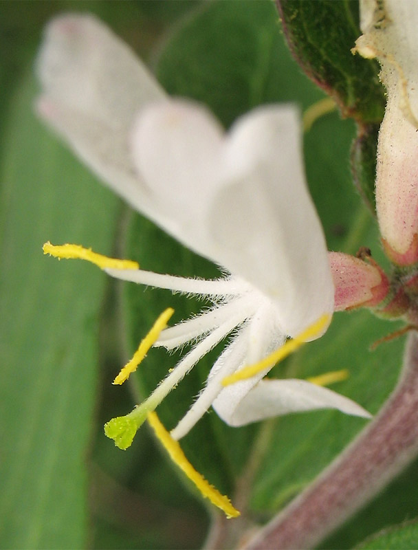 Image of Lonicera maackii specimen.